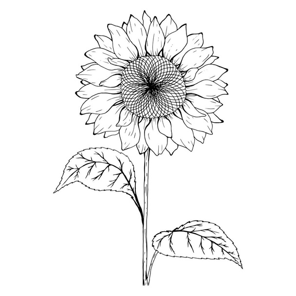Sketch of sunflower. Black and white sunflower botanical illustration - Vector, Image