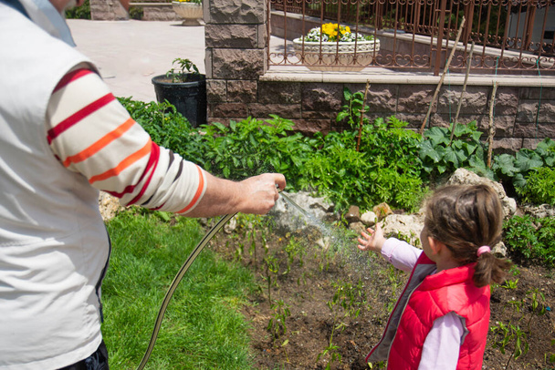 Küçük kız, büyükbabasıyla birlikte bahçelerinde domates ve biber tohumlarını bahçe hortumuyla suluyor.. - Fotoğraf, Görsel