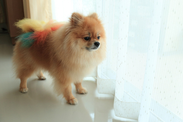 Pomeranian σκύλος μόνος στο σπίτι, χαριτωμένο κατοικίδιο ζώο στο σπίτι - Φωτογραφία, εικόνα