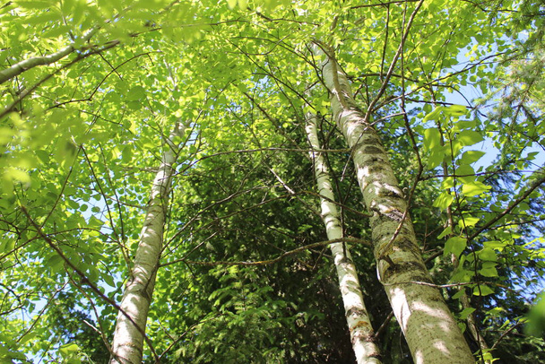 Верхушки осины, зеленые листья в летнем лесу на фоне неба / фотоосины с листьями. на ветвях зеленая листва. фон - голубое небо. серые стволы деревьев в лесу. - Фото, изображение
