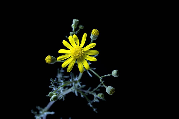 Senecio gallicus, an annual plant of the genus Senecio and family Asteraceae, is a species that colonizes isolated habitats with difficult environmental conditions - Photo, Image