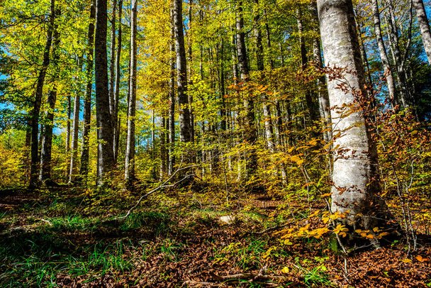 Las Irati, w górach Pirenejów Nawarry, w Hiszpanii, spektakularny las bukowy w październiku - Zdjęcie, obraz