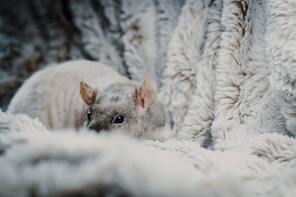 Friendly double-rex patchwork hairless pet rat exploring fur blanket - Photo, Image