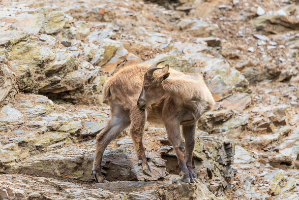 Ibex caucasiano - Capra caucasica descansando sobre uma rocha alta. - Foto, Imagem