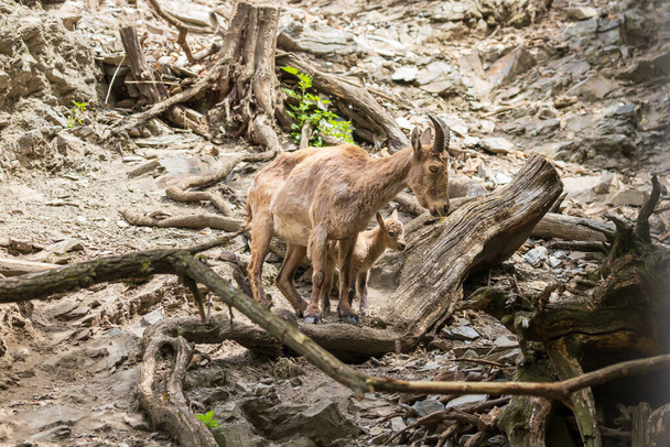 Ibex caucasiano - Capra caucasica descansando sobre uma rocha alta. - Foto, Imagem