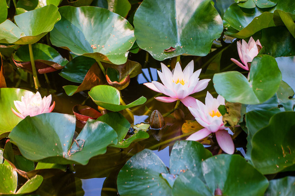 White water lily in a pond in the garden. - Photo, Image