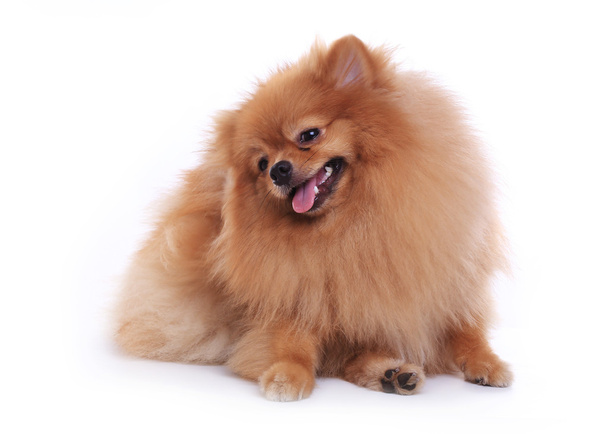 pomeranian dog isolated on white background, cute pet in home - Photo, Image