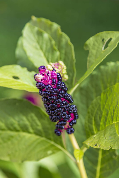 Lakonos ou Pokeberry. Beaux fruits brillants de la plante de la famille des Phytolaccaceae - Photo, image