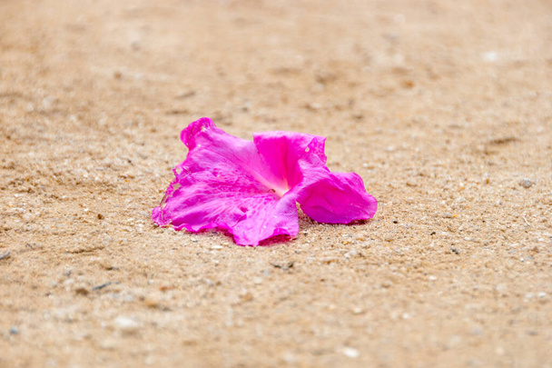 pink hibiscus flower thrown on the dirt floor in rio de janeiro. - Fotó, kép