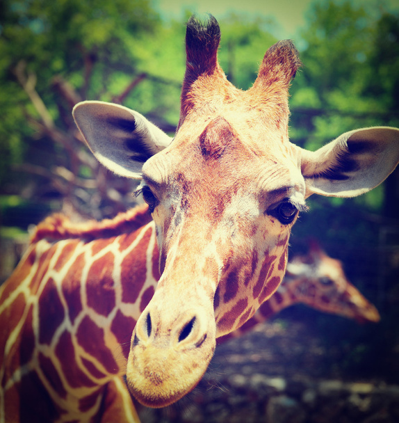 Giraffe
 - Фото, зображення