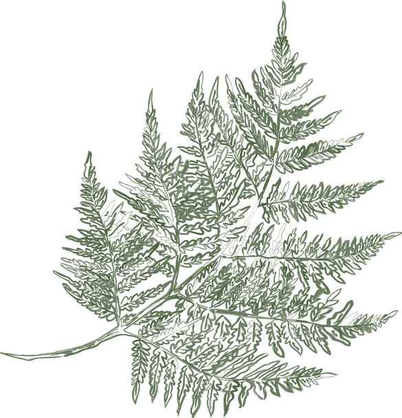 Vector outline brush drawing of abstract fern leaf - Vektor, kép