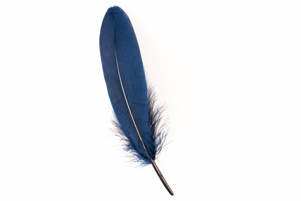 Blue feather on white background - Photo, Image