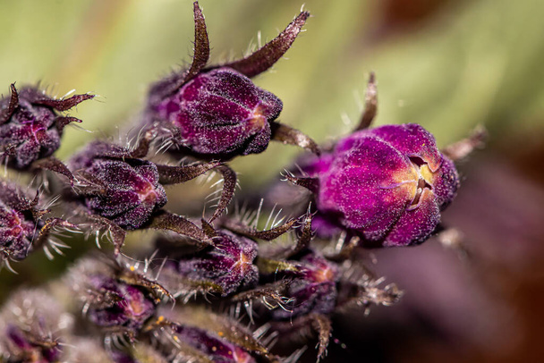 Полевой цветок Symphytum officinale, макро - Фото, изображение