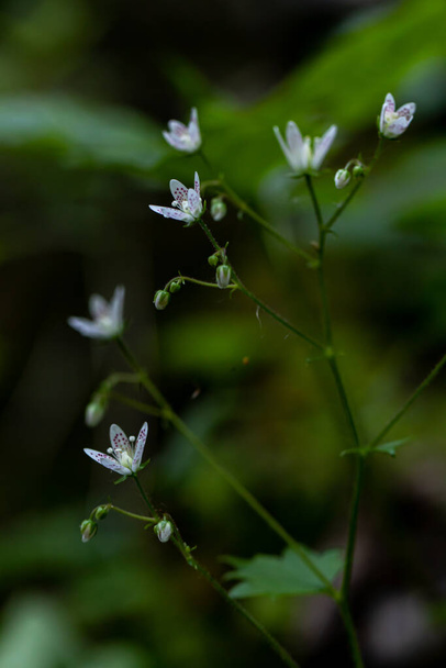 Saxifraga bronchialis virág nő az erdőben, közelről - Fotó, kép