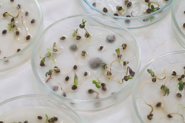 Study of mold on cannabis seedlings in petri dishes - Foto, immagini
