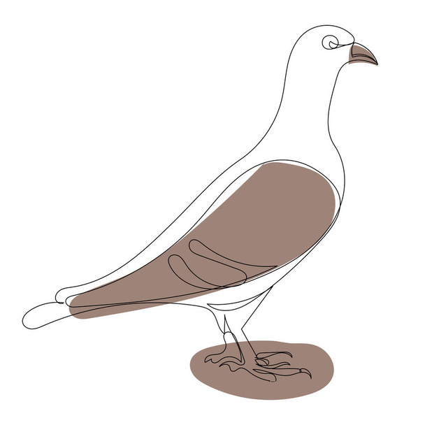 dove drawing by one continuous line, sketch - Vector, Image