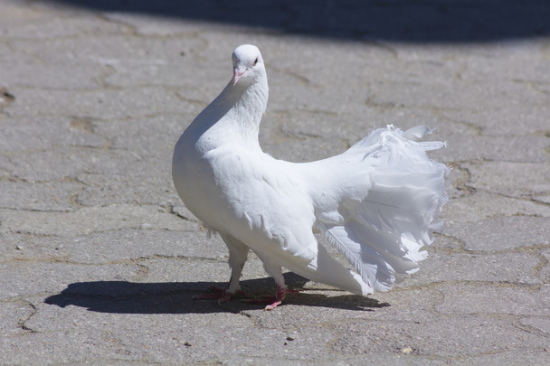 bianco piccione cammina a terra
 - Foto, immagini
