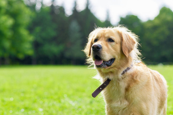 Портрет золотистого ретривера собаки на зеленой траве возле леса в летний день. Размытое пространство background.copy. - Фото, изображение