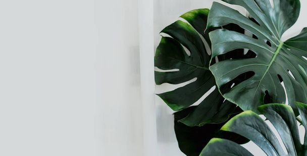 Тропический экзотический зеленый лист растения современный интерьер дома с природой свежий с чистым пространством широкий для баннерного фона. - Фото, изображение