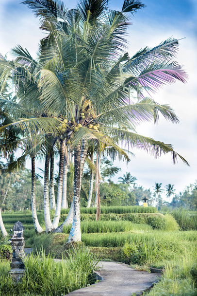 Rice field in Bali - Foto, Imagen