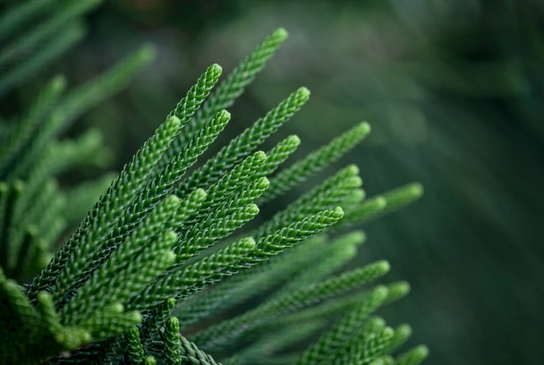 Close up of branch of evergreen coniferous tree Araucaria columnaris, the coral reef araucaria, Cook pine, New Caledonia pine, Cook araucaria, or columnar araucaria. Also known as Christmas tree - Photo, Image