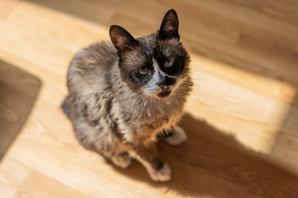 Domestic snowshoe cat with wet fur looking up. The sunlight is coming from a window behind her and the shadow is on the wooden floor. - Photo, Image