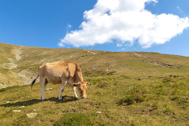 Brown cow in the mountain. Cow in high mountain pasture near Botev peak, Bulgaria. - Фото, изображение