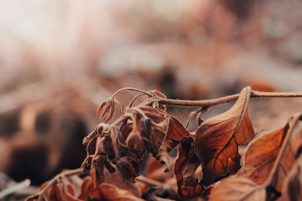 Őszi levelek háttere. Első fagyok. Száraz levelek rekedt jégen kora reggel. Belső tér plakát. - Fotó, kép