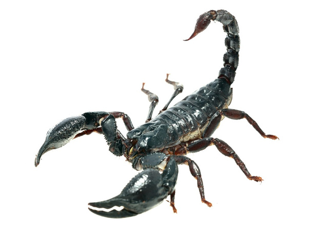 Grande scorpione nero
 - Foto, immagini