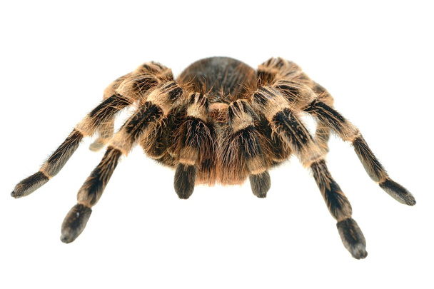 Giant tarantula Acanthoscurria geniculata - Valokuva, kuva