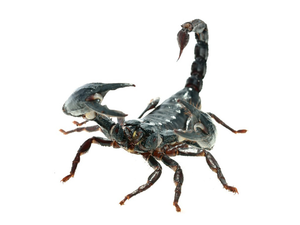 großer schwarzer Skorpion - Foto, Bild