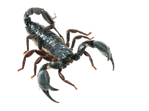 nagy fekete Skorpió - Fotó, kép