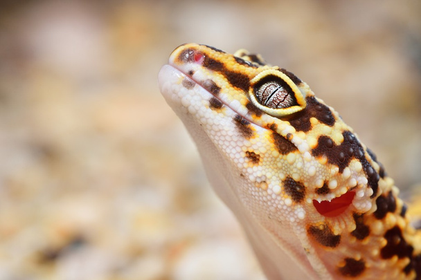 Lampart gecko eublepharis macularius - Zdjęcie, obraz