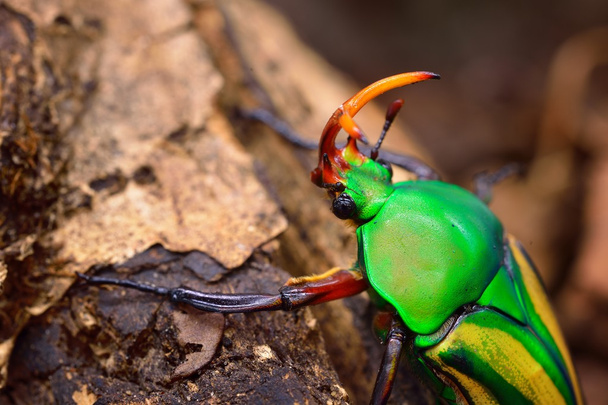 zlatohlávci nebo květina scarabs - Fotografie, Obrázek