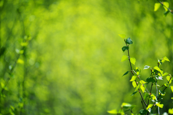 huş ağacı arkaplanı - Fotoğraf, Görsel