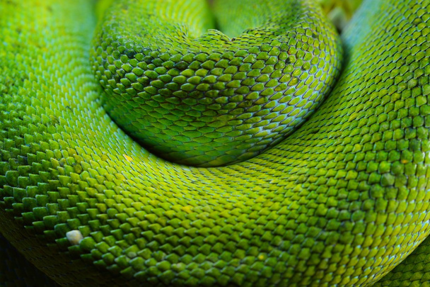 Green tree python Morelia viridis - Fotoğraf, Görsel