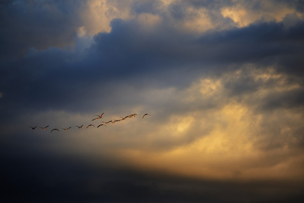 Wild ducks against sunset sky - Фото, изображение