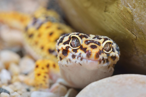 leopardo gecko eublepharis macularius
 - Foto, imagen