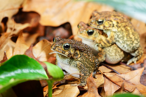 African common toad Amietophrynus gutturalis - Photo, Image