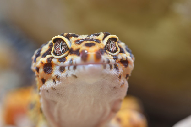 leopardi gecko eublepharis macularius
 - Valokuva, kuva