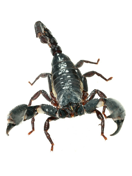 velký černý Škorpion - Fotografie, Obrázek