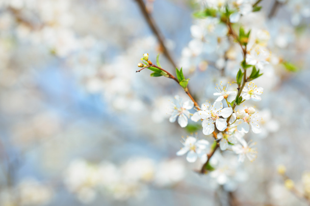 Цветущее дерево весной - Фото, изображение