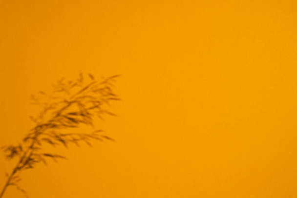 Doğal malzemelerde, turuncu üzerine bitki gölgesi konsepti. Gün ışığıyla sunum. - Fotoğraf, Görsel