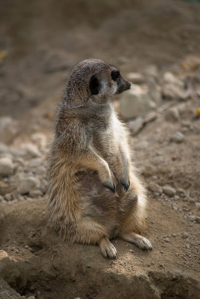 Portrait of pregnant meerkat standing on the land - Foto, Imagem