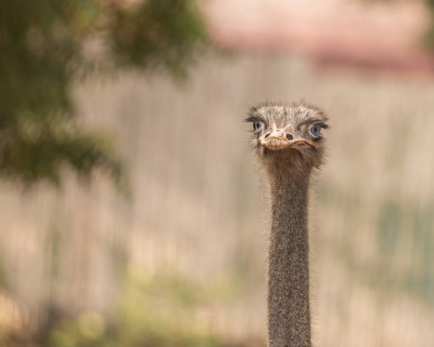 A ostrich in golden light in the morning - 写真・画像