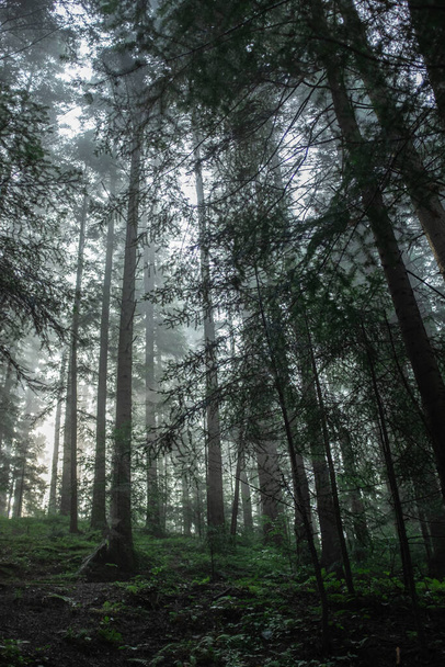 A gloomy forest, trunks of tall fir trees growing on a hill. bottom-up shot.  - Foto, imagen