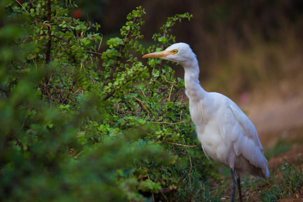 The cattle egret is a cosmopolitan species of heron found in the tropics, subtropics,  and warm-temperate zones. It is the only member of the monotypic genus Bubulcus,  although some authorities regard its two subspecies as full species, - Photo, Image
