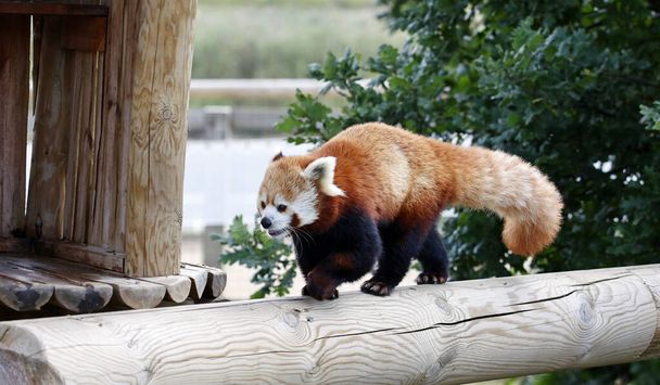 Vörös panda egy vadasparkban - Fotó, kép