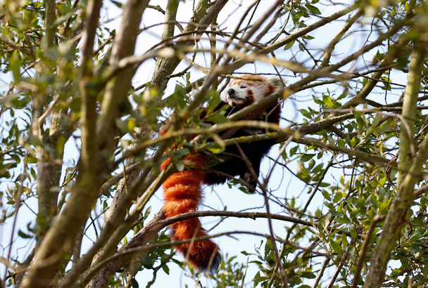 Červená panda v parku divokých zvířat - Fotografie, Obrázek