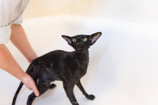 Negro húmedo oriental gato lavado en baño - Foto, Imagen